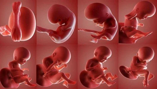 آیا جنسیت جنین از همان اول مشخص میشود؟