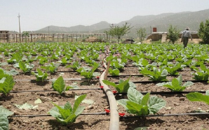 اروپا از سال ۲۰۲۵ محصولات تولیدشده با کود شیمیایی وارد نمی‌کند - خبرگزاری مهر | اخبار ایران و جهان