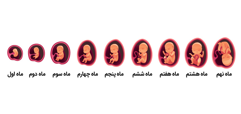 جدول ماه های بارداری + جدول بارداری هفته به هفته