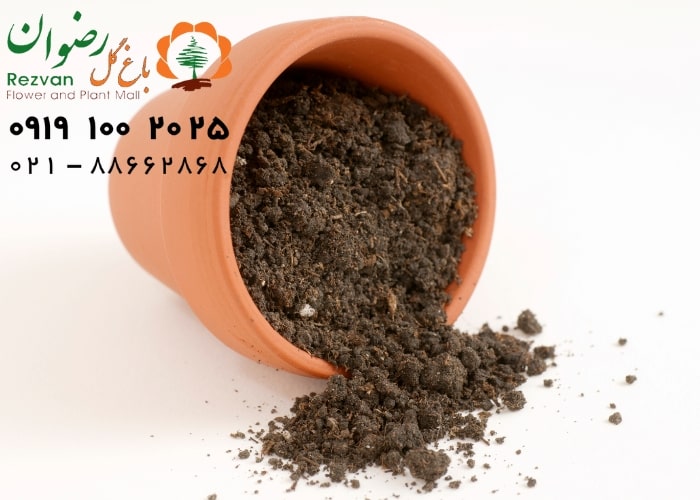 علت های رایج پژمردگی گل و گیاهان آپارتمانی و راه حل آنها