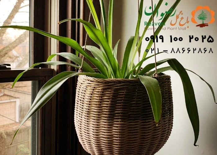 علت های رایج پژمردگی گل و گیاهان آپارتمانی و راه حل آنها