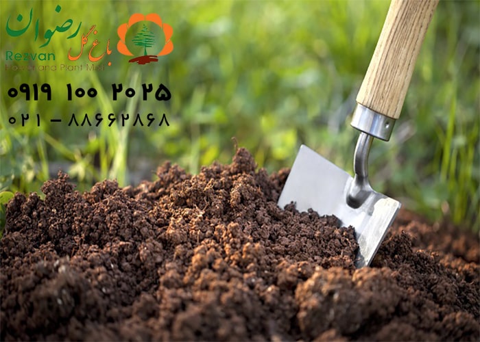 علت های رایج پژمردگی گل و گیاهان آپارتمانی و راه حل آنها