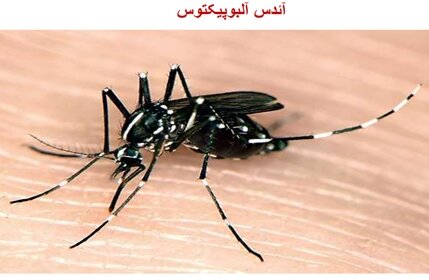 تب دنگی شناسایی ۱۷ مبتلا به تب دنگی از ابتدای امسال / تمام موارد انتقال محلی از چابهار