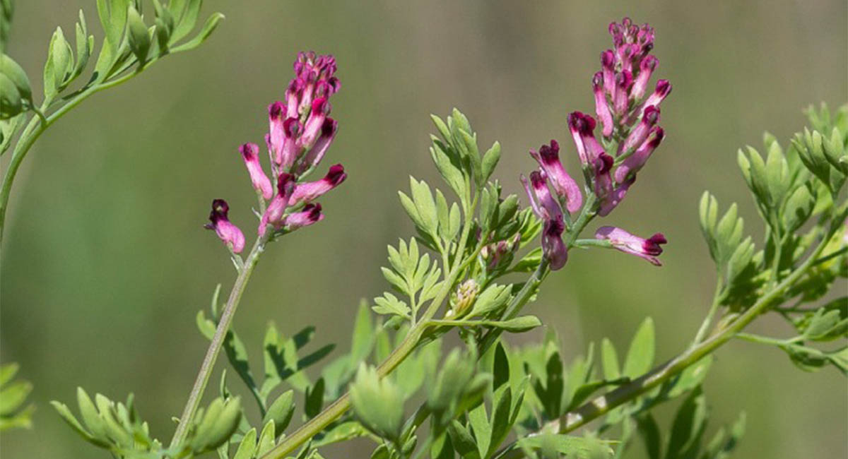 تداخلات دارویی احتمالی مهم دمنوش مصفی خون